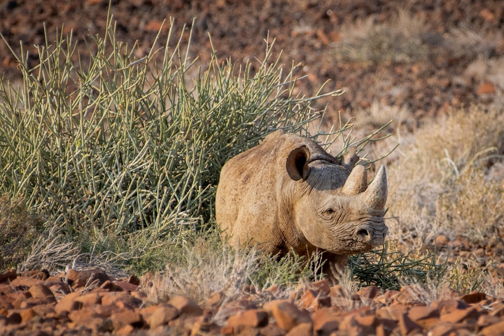 a rhinoceros eating grass in a rocky area