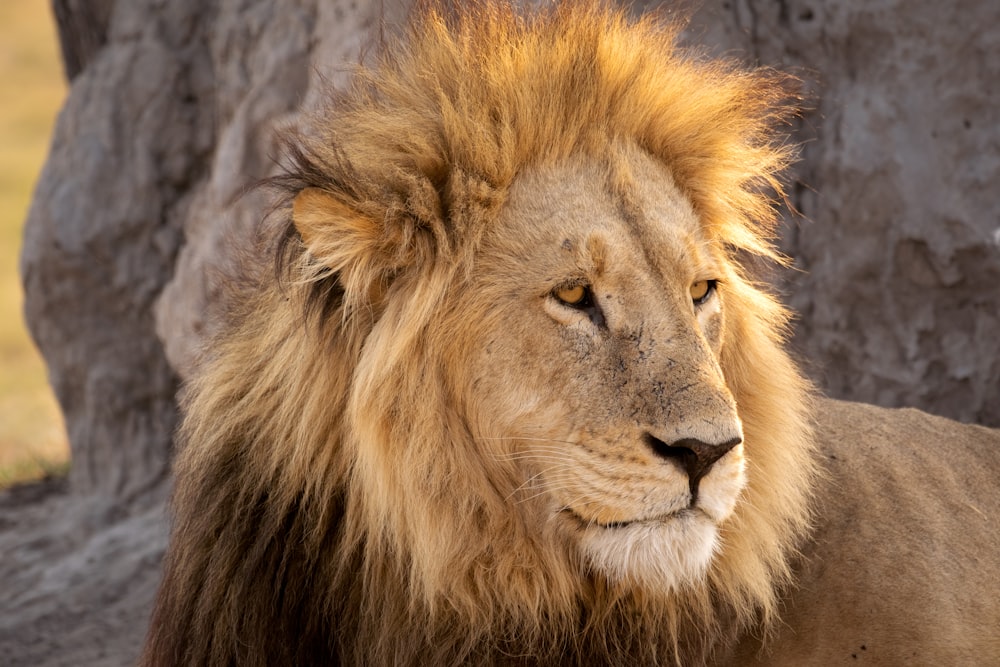 a close up of a lion near a rock