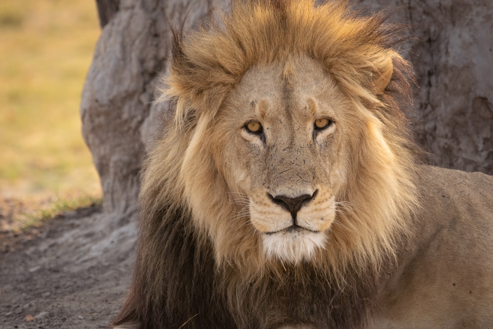 a close up of a lion laying on the ground