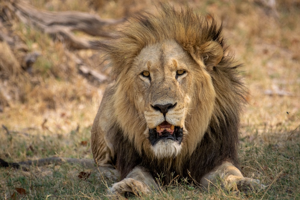 un leone seduto nell'erba con la bocca aperta