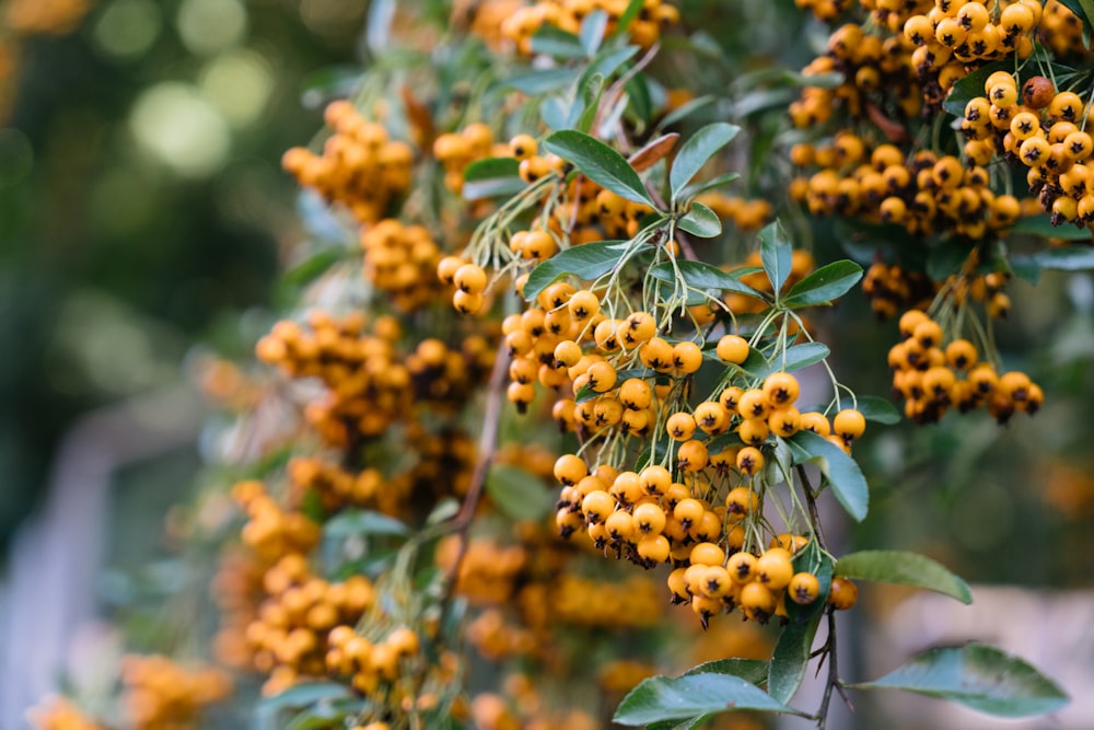 a bunch of yellow berries hanging from a tree