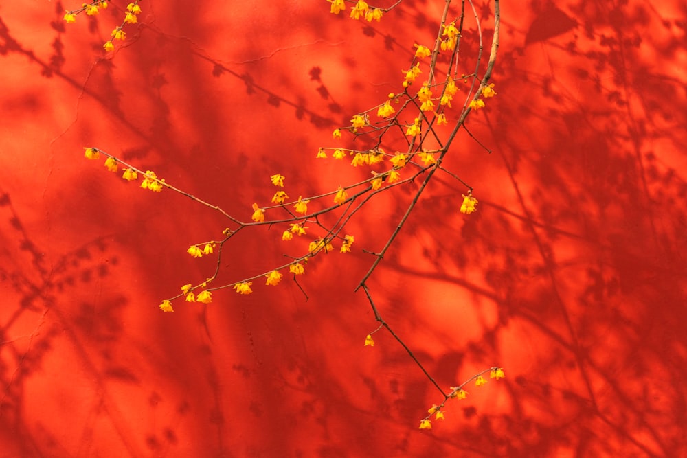 a branch with yellow flowers against a red background