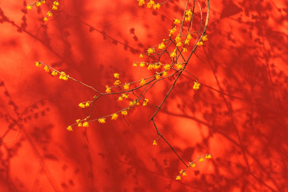 un ramo con fiori gialli su sfondo rosso