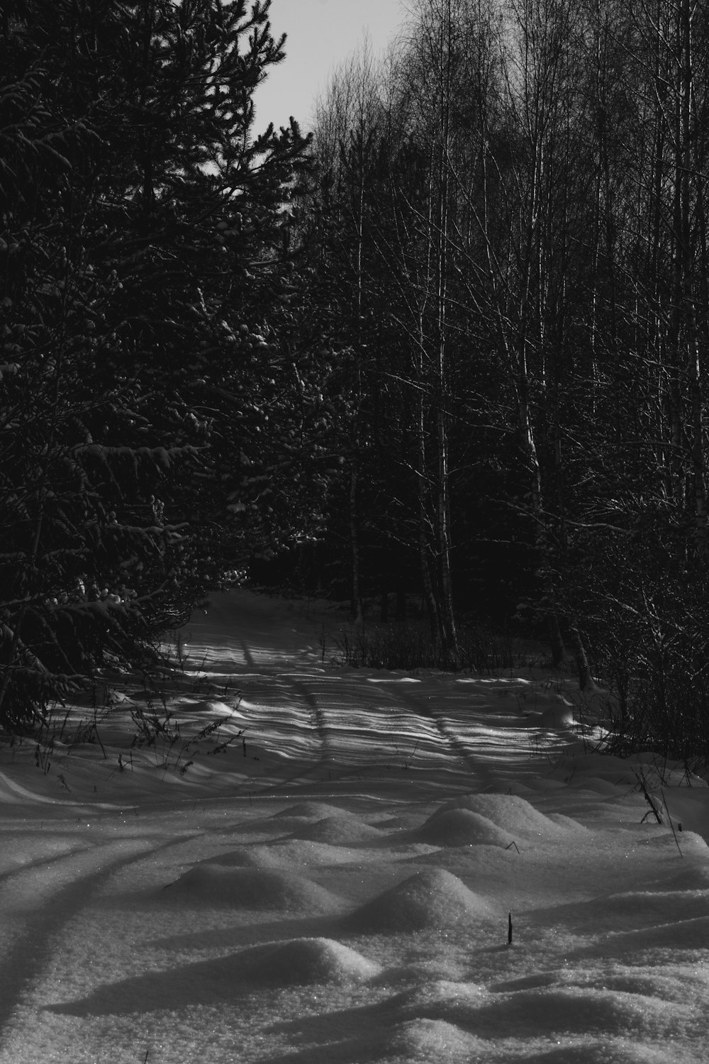 a black and white photo of a path in the snow