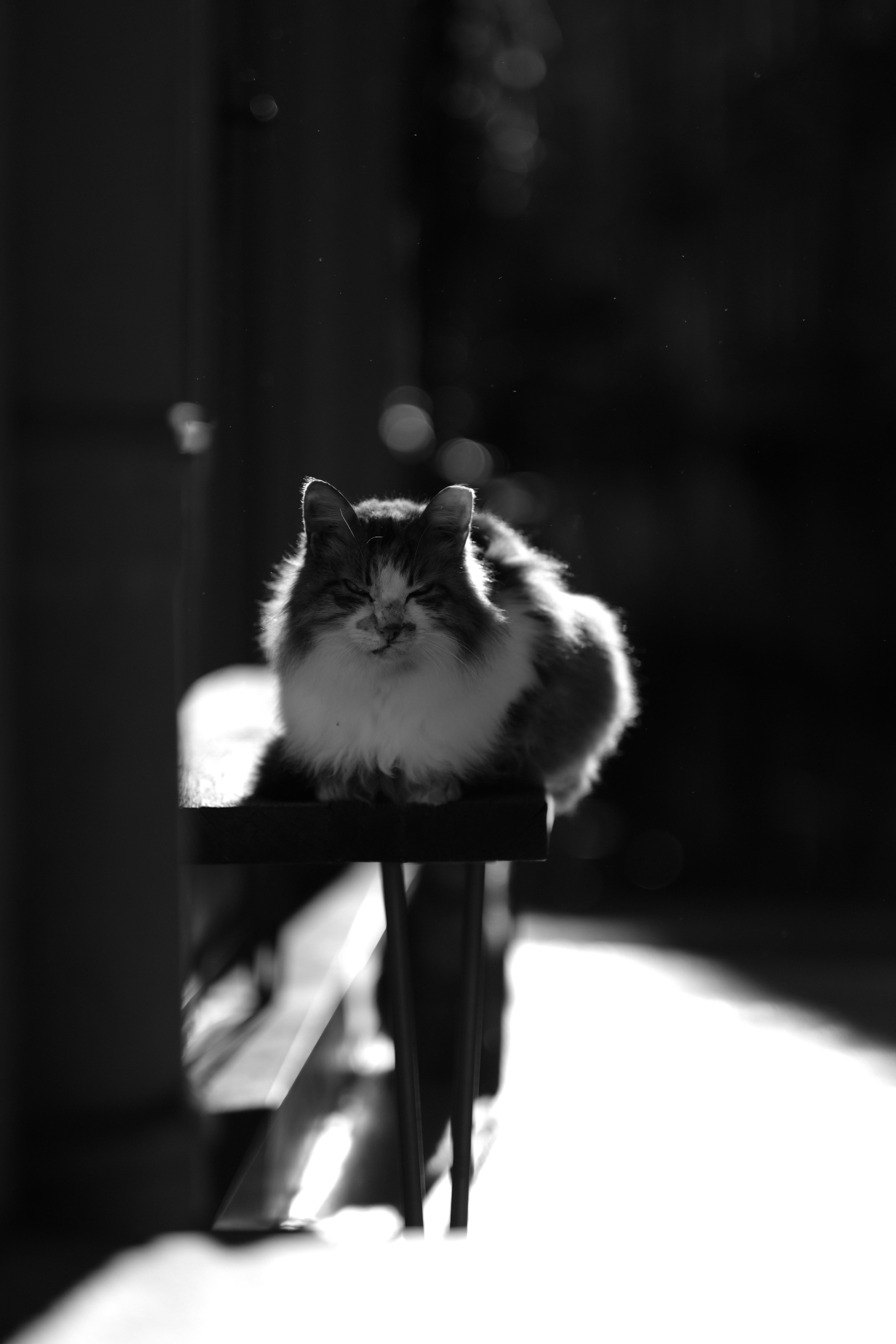 a cat sitting on top of a wooden bench