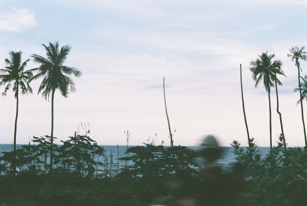 a blurry photo of a person standing in front of palm trees