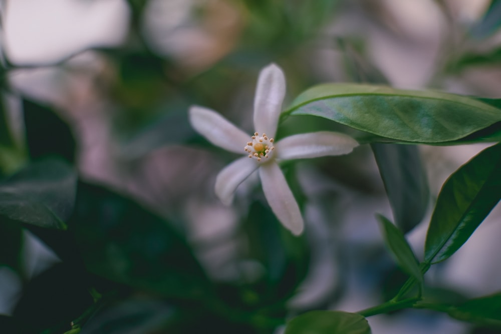 a close up of a flower on a plant