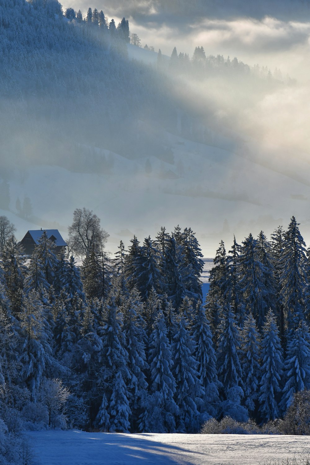 a snow covered forest with a house in the distance