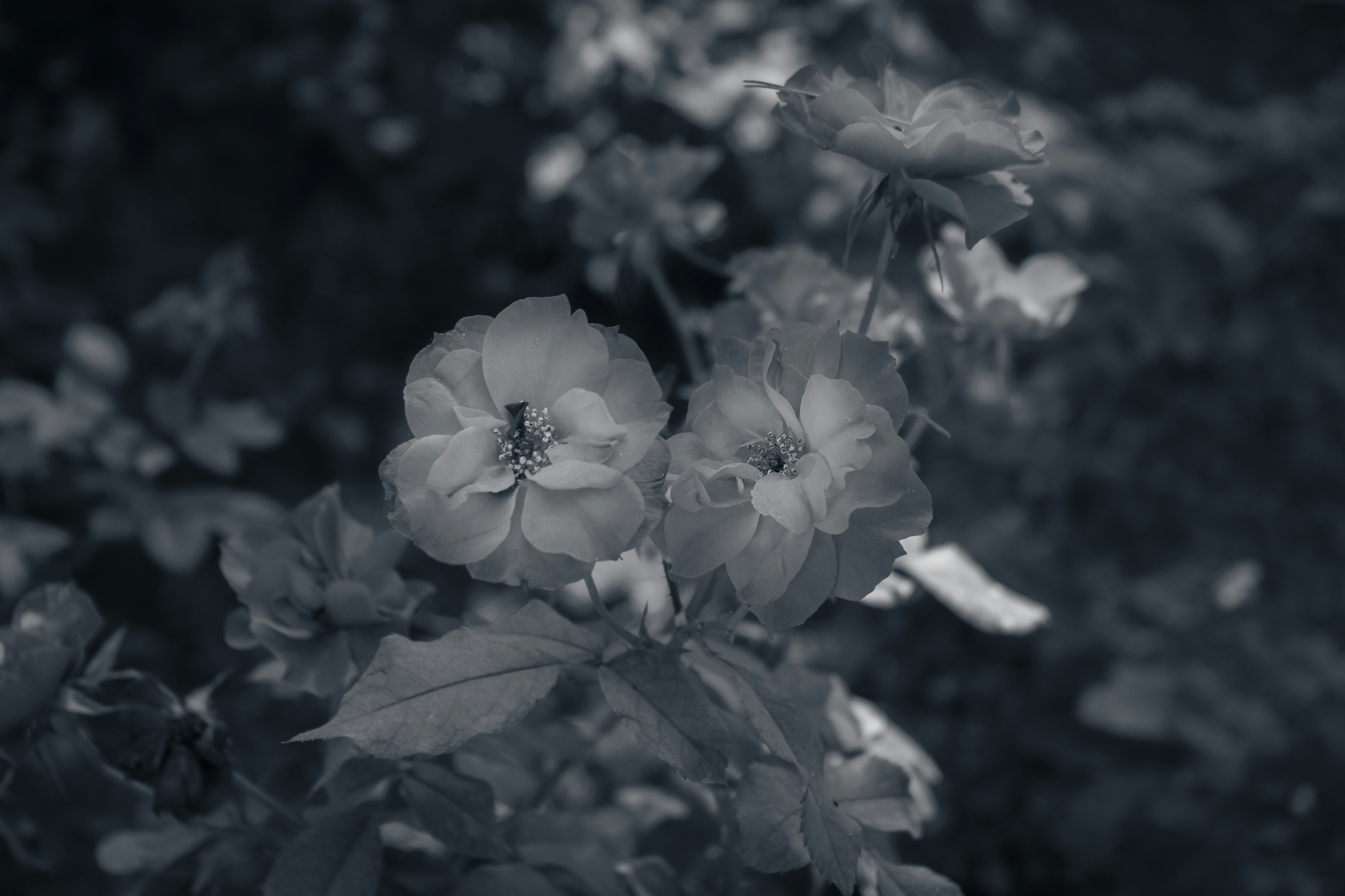 a black and white photo of some flowers
