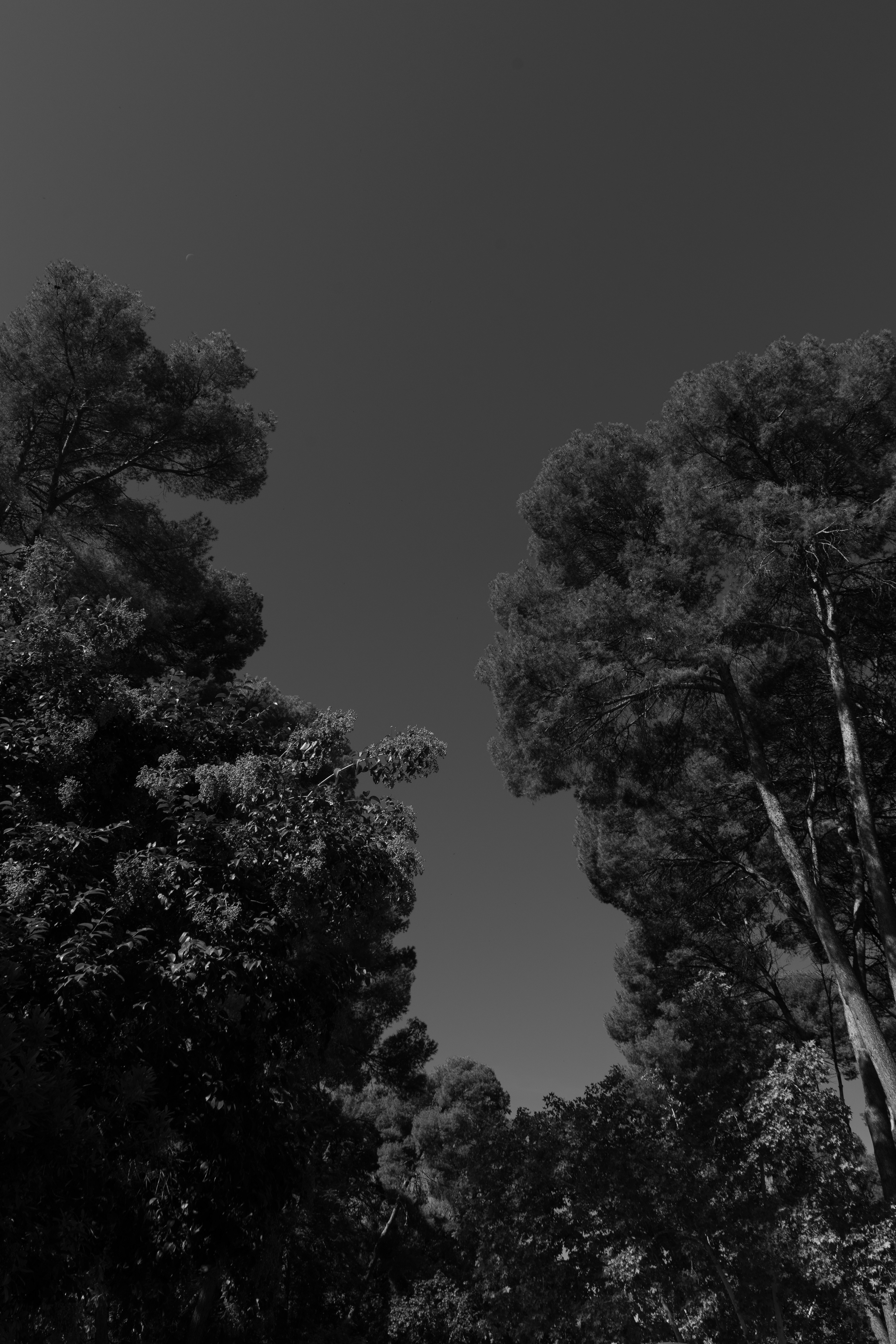 a black and white photo of some trees