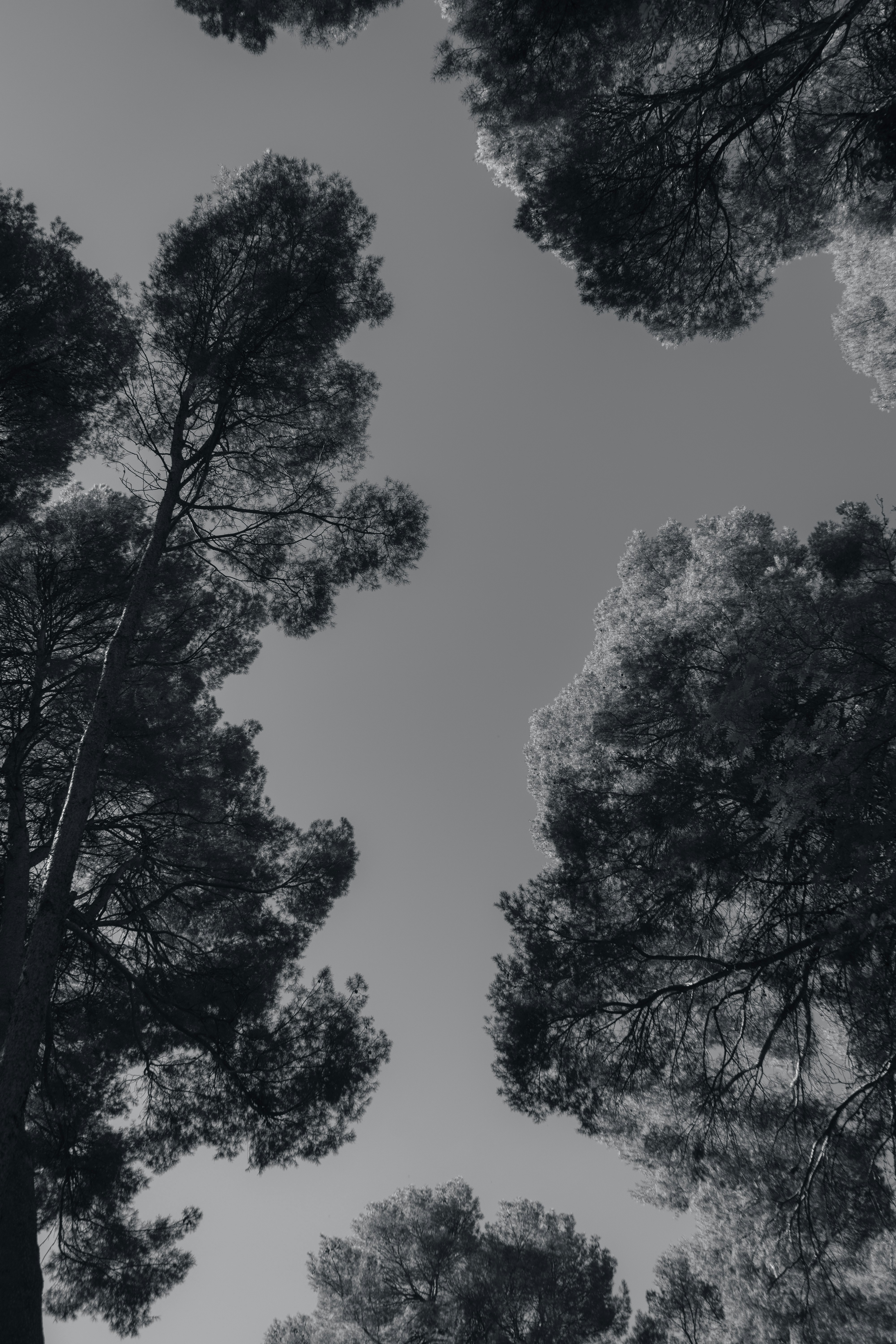 a black and white photo of some trees