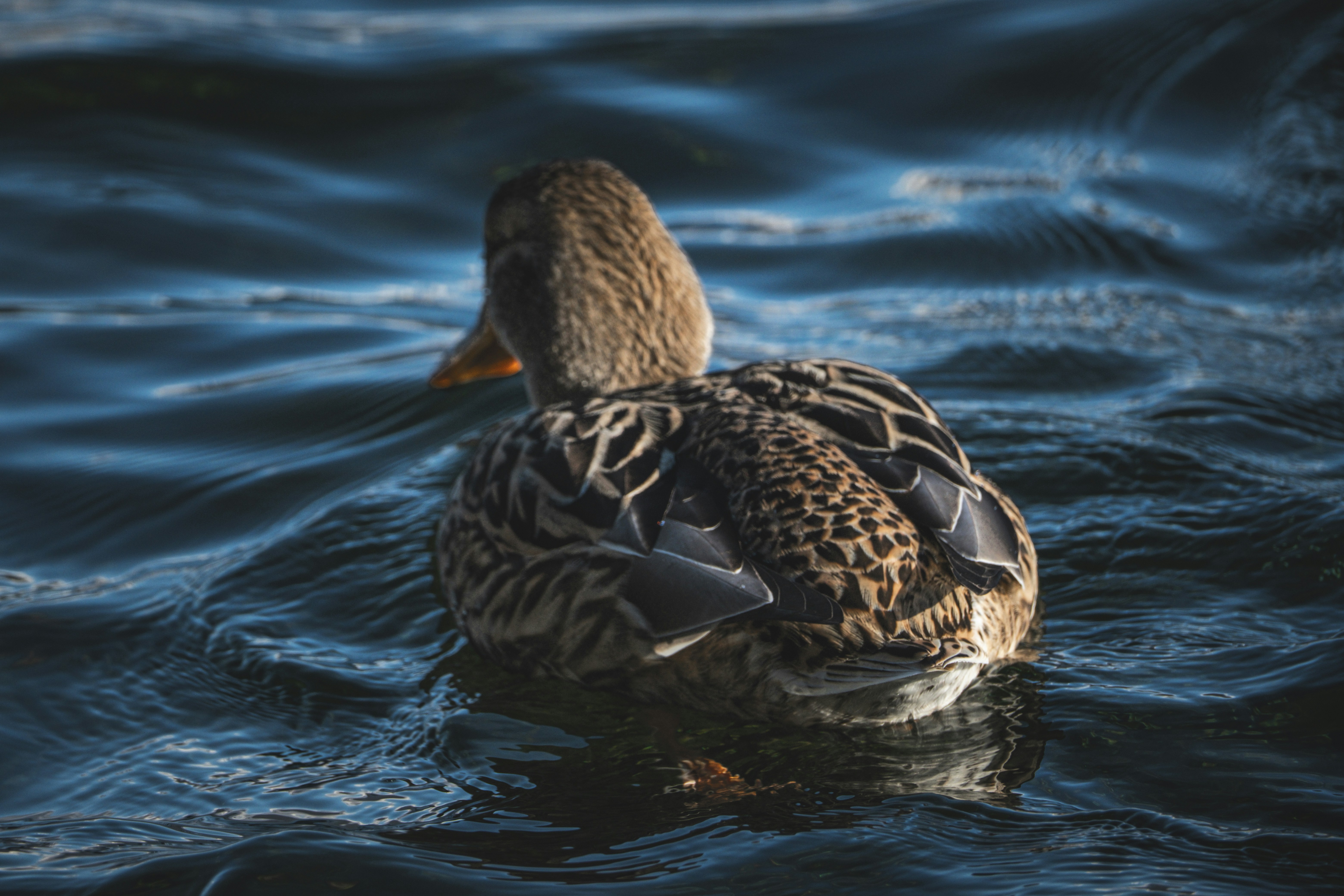 Photo by francesco_ungaro