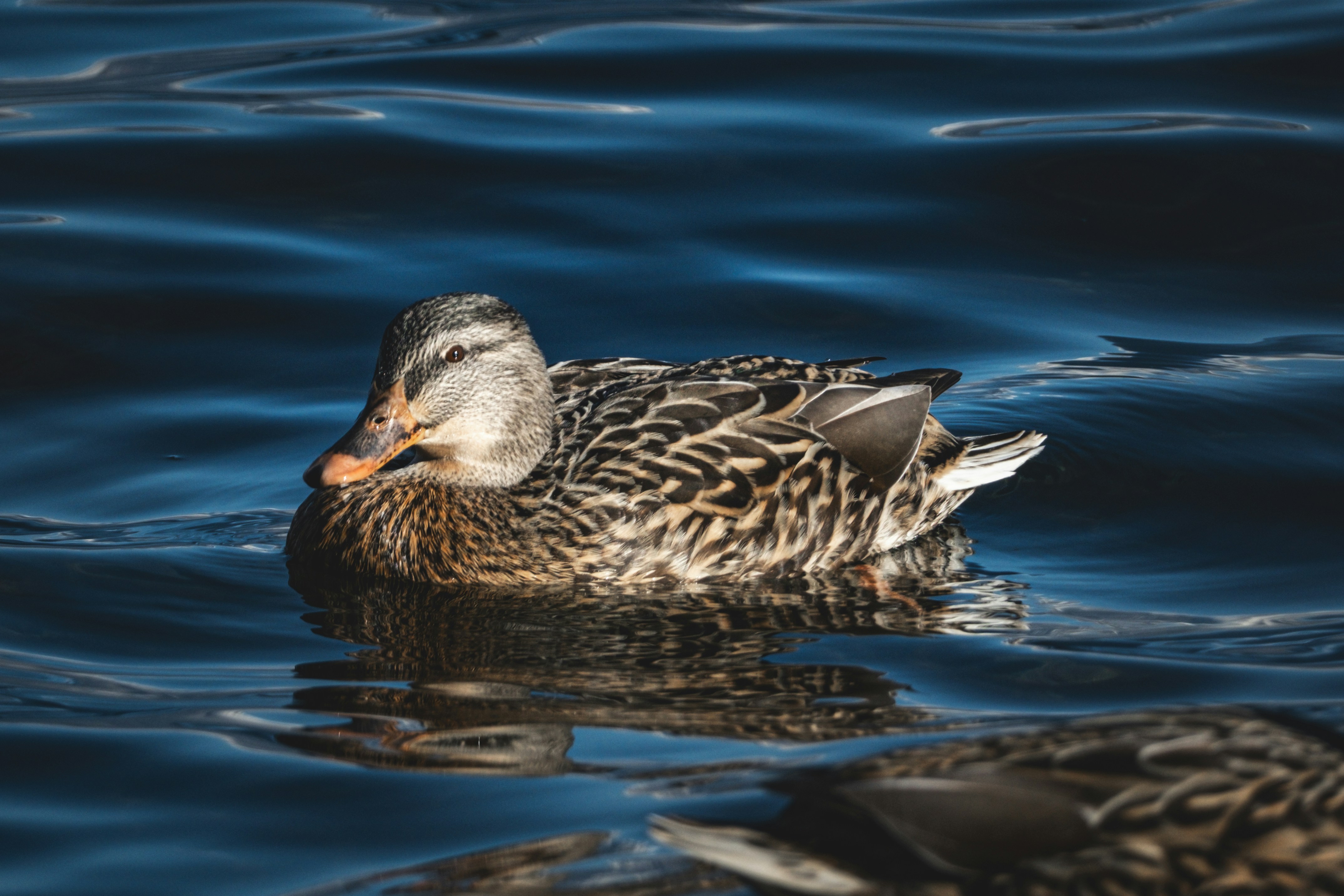 Photo by francesco_ungaro