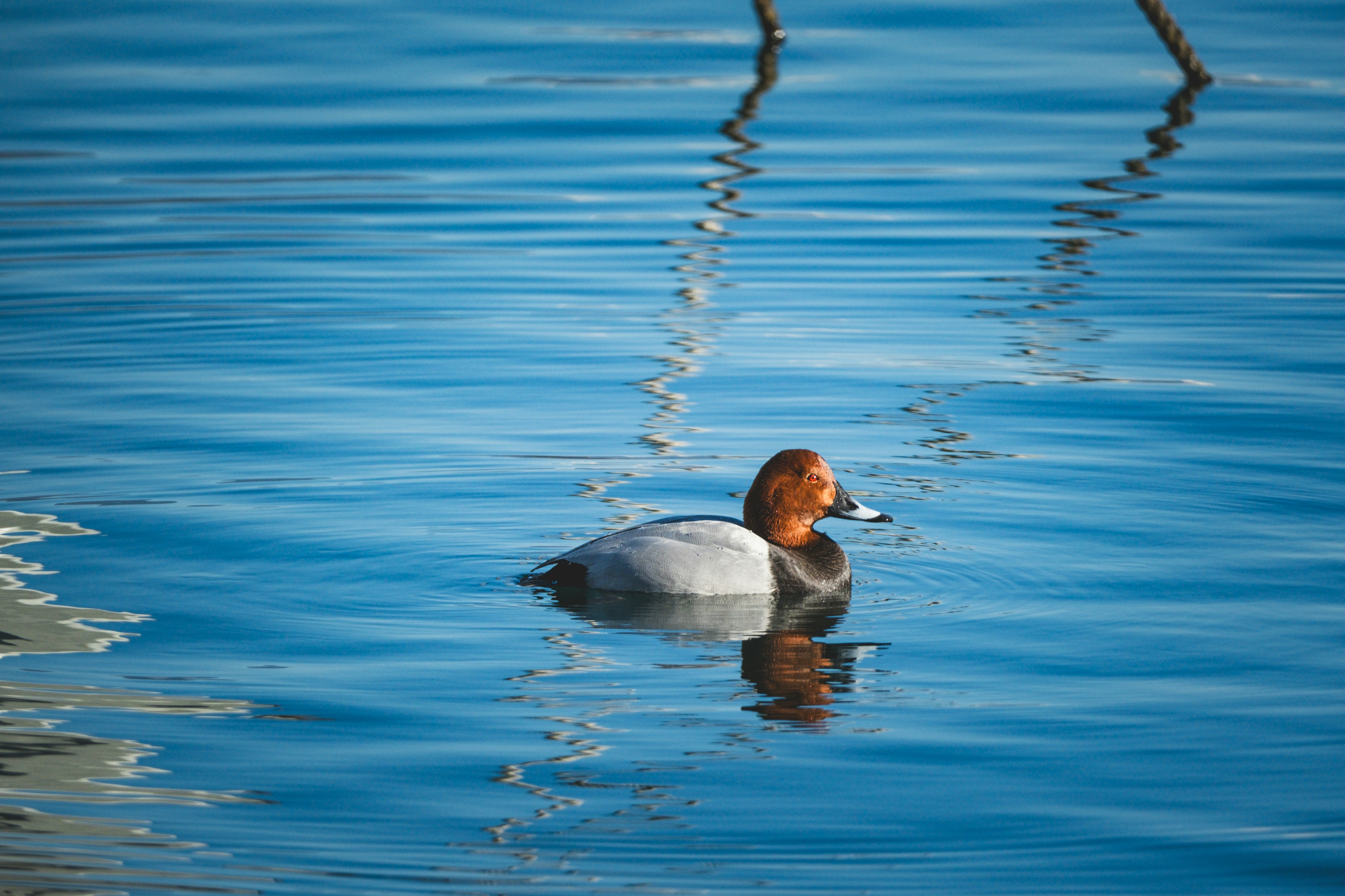 Photo by francesco_ungaro