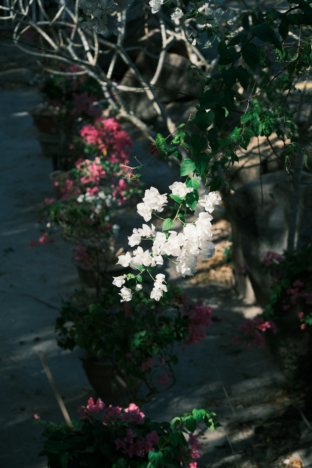 a bunch of flowers that are on a tree