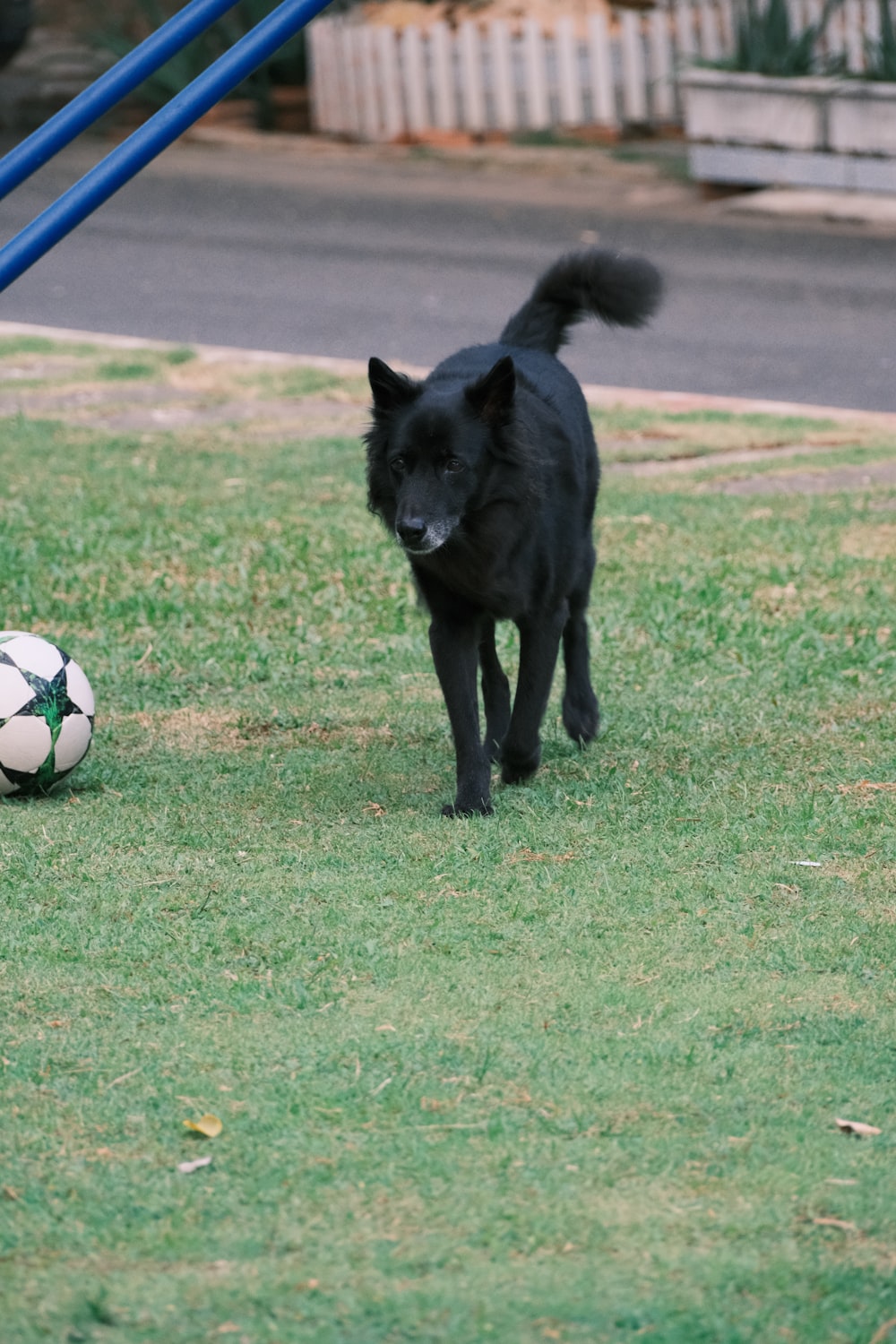 a small black dog standing next to a soccer ball