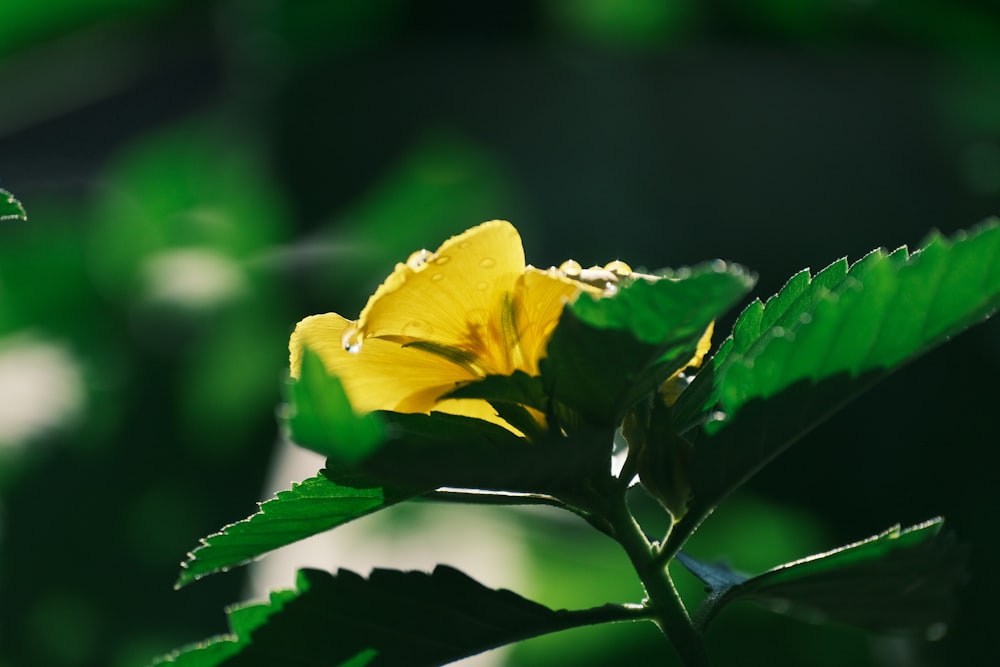 a yellow flower with green leaves in the background