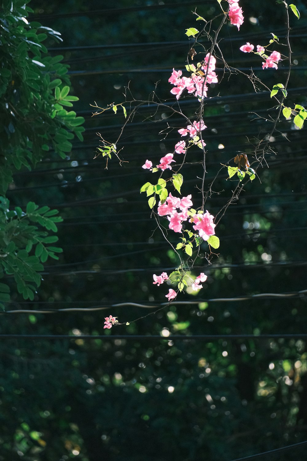 flores cor-de-rosa estão florescendo em um galho de árvore