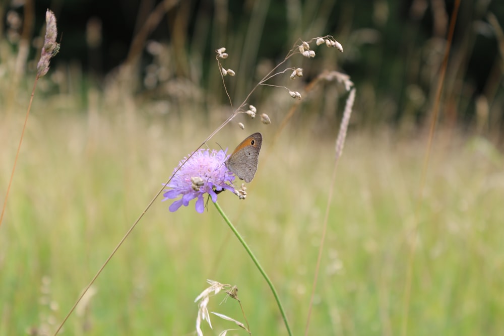 a butterfly sitting on top of a purple flower