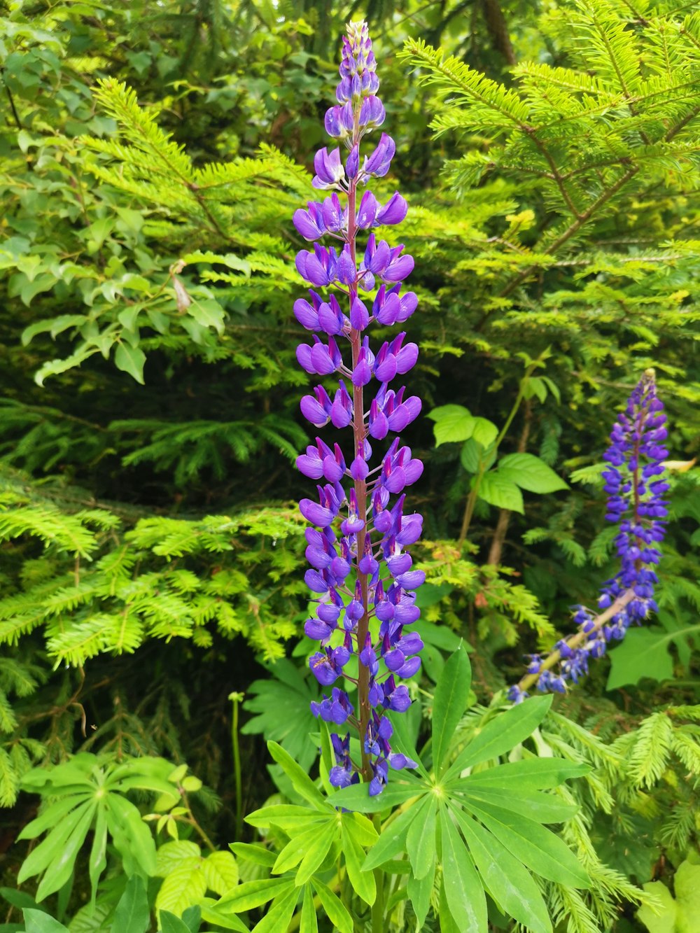 a purple flower in the middle of a forest