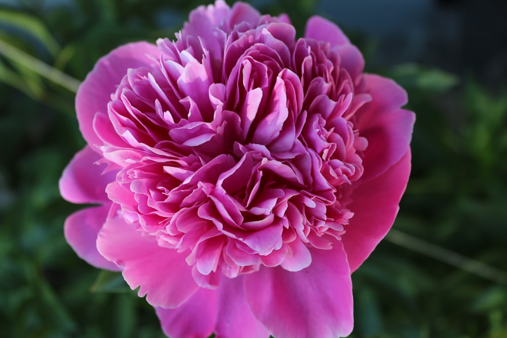 a close up of a pink flower with a blurry background