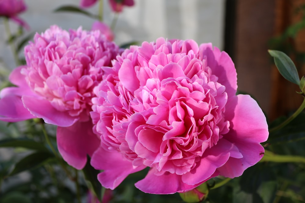 a bunch of pink flowers that are in a vase