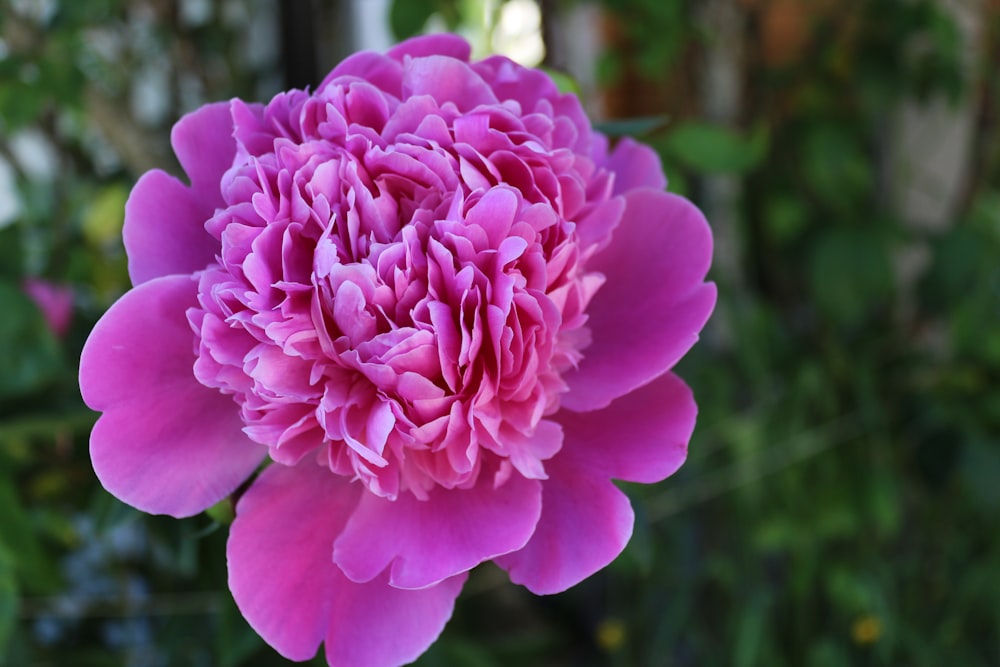 a close up of a pink flower in a garden