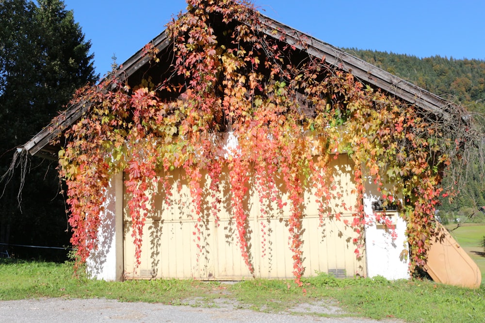 a house with vines growing over the roof
