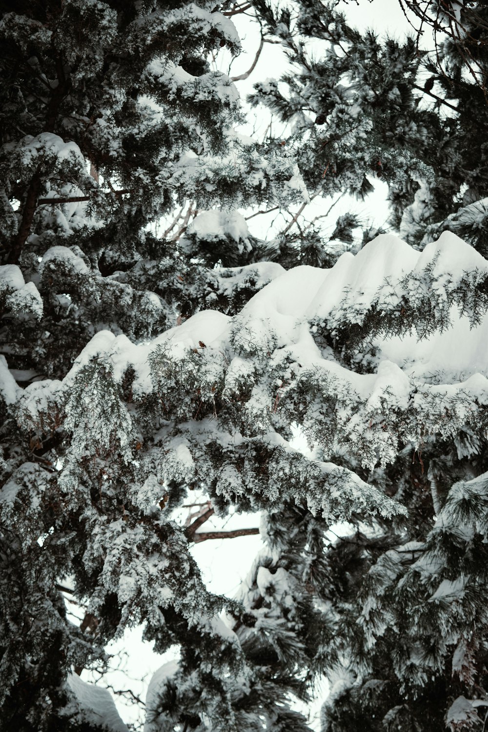 a snowboarder is going down a snowy hill