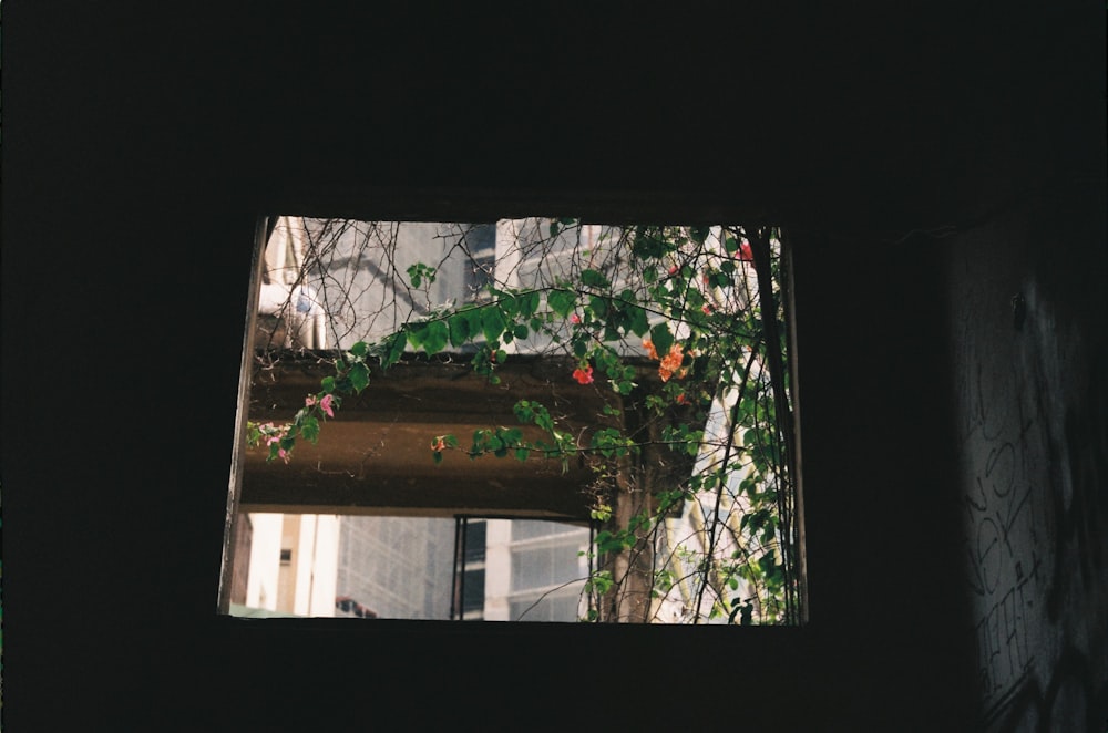 a window in a building with vines growing on it