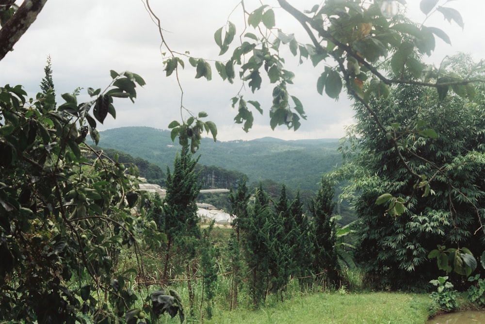 a lush green forest filled with lots of trees