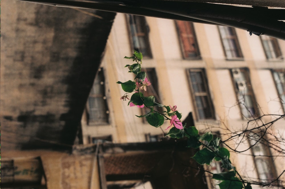 a vine of flowers growing on the side of a building