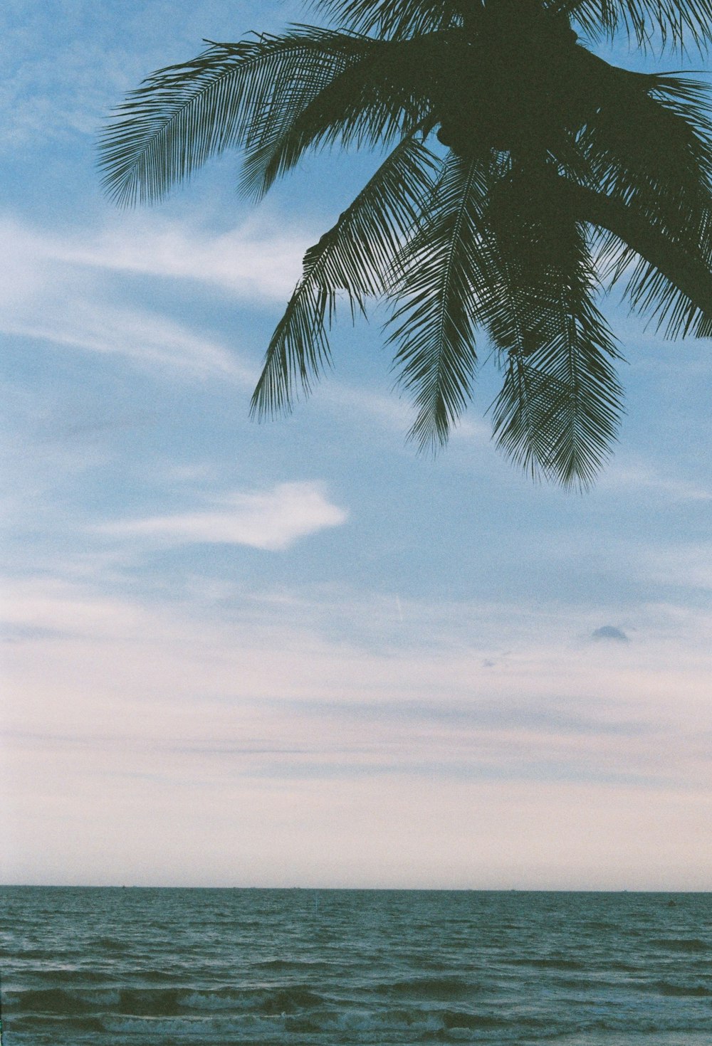 a palm tree over looking a body of water