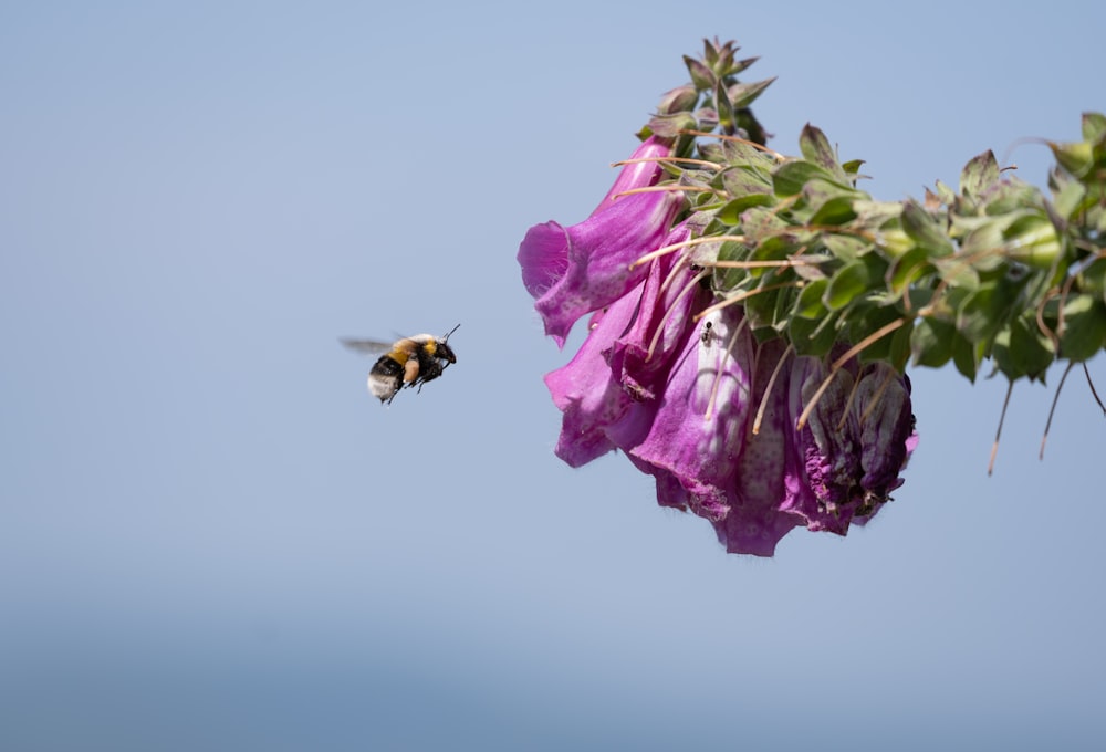 a bee flying away from a purple flower