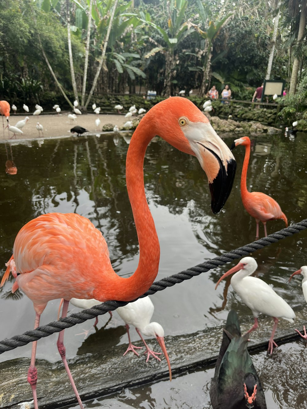 a group of flamingos standing on a rope in a pond