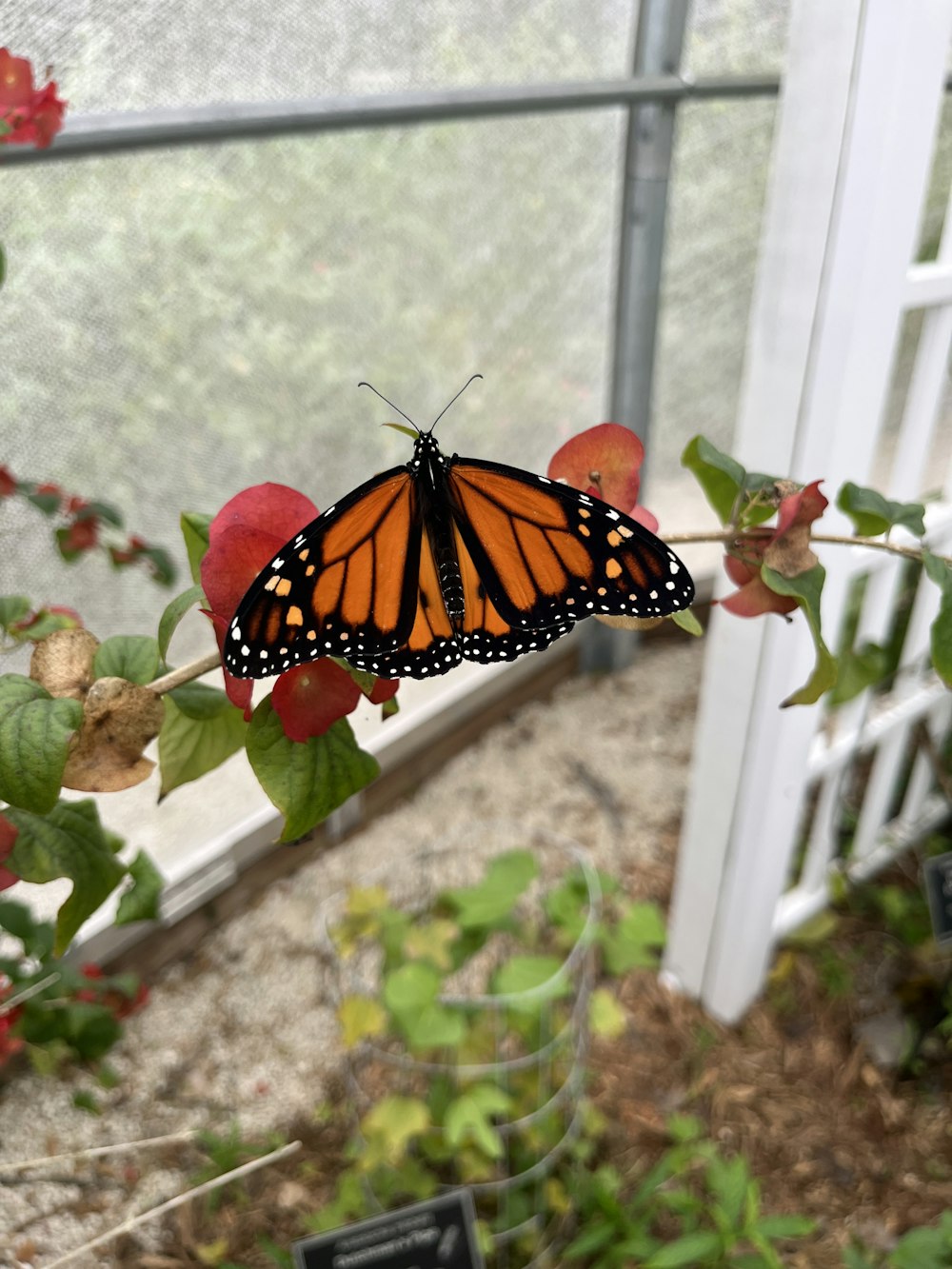 ein Schmetterling, der auf einem Ast sitzt