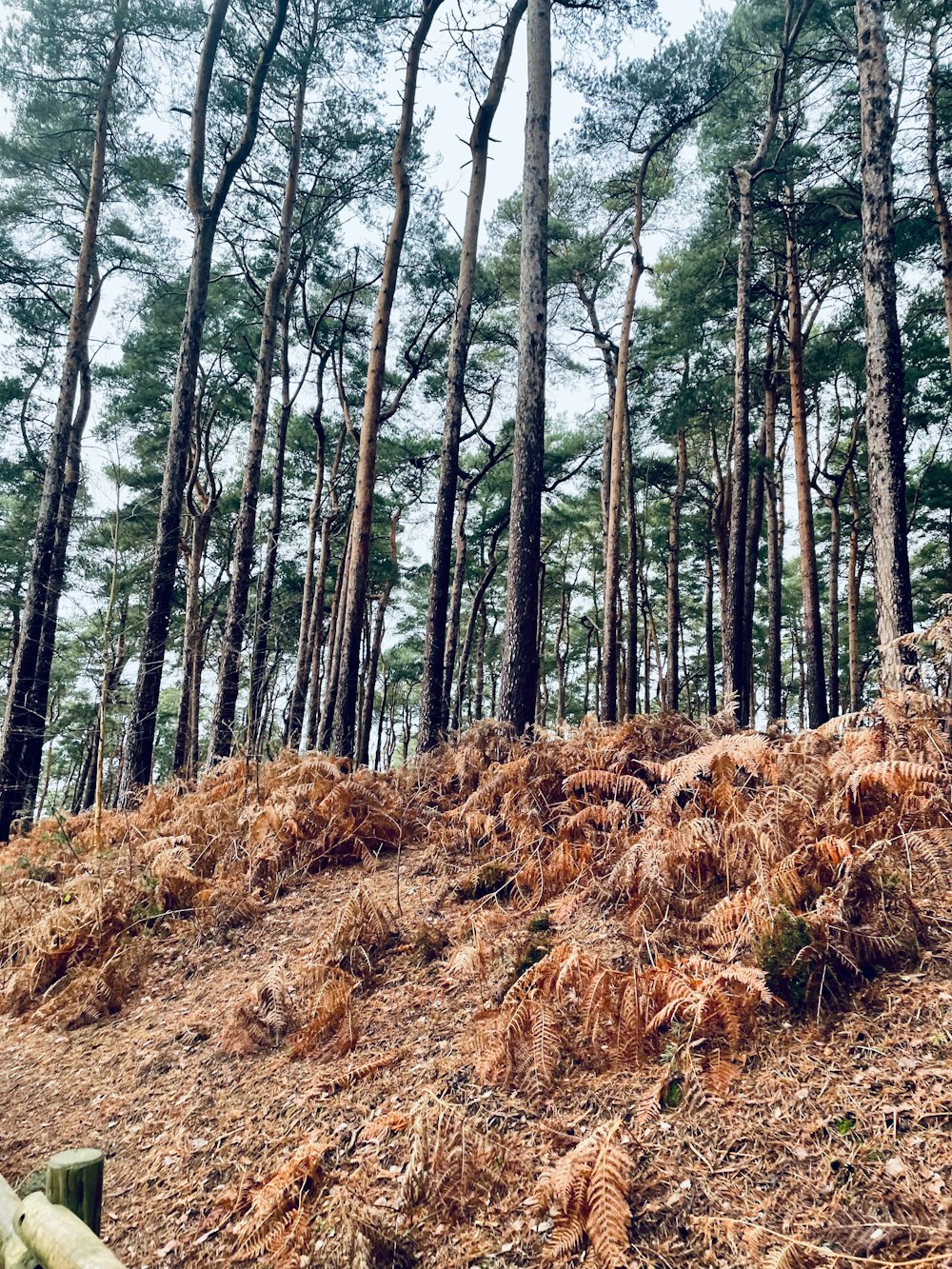 Une forêt remplie de grands arbres