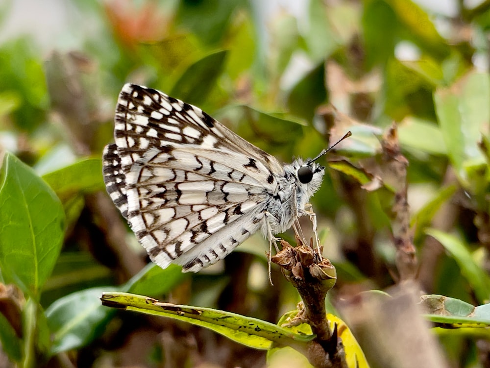 a white and black butterfly sitting on top of a plant