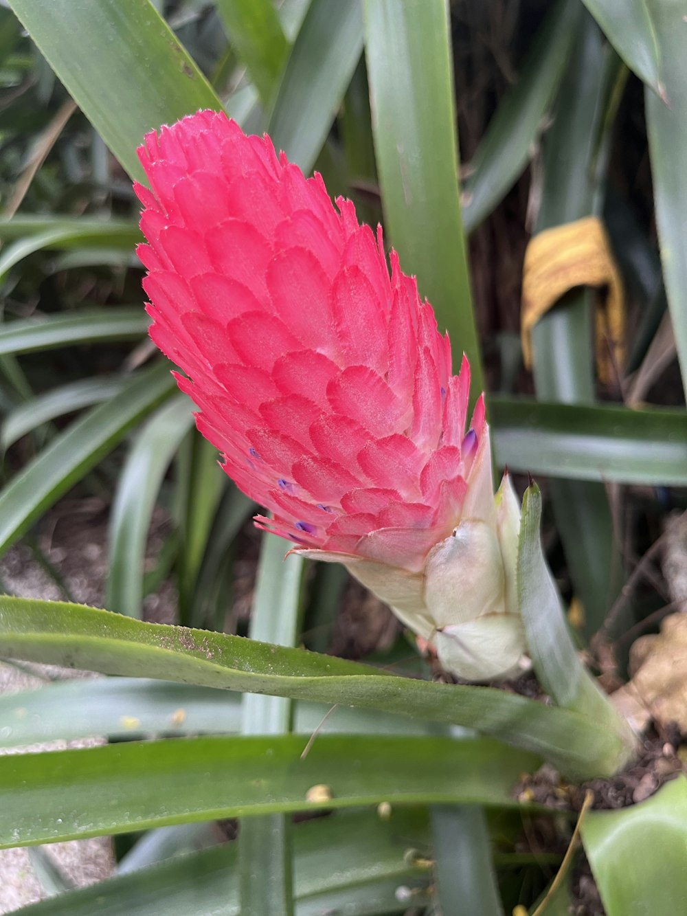 Une fleur rose pousse dans un jardin