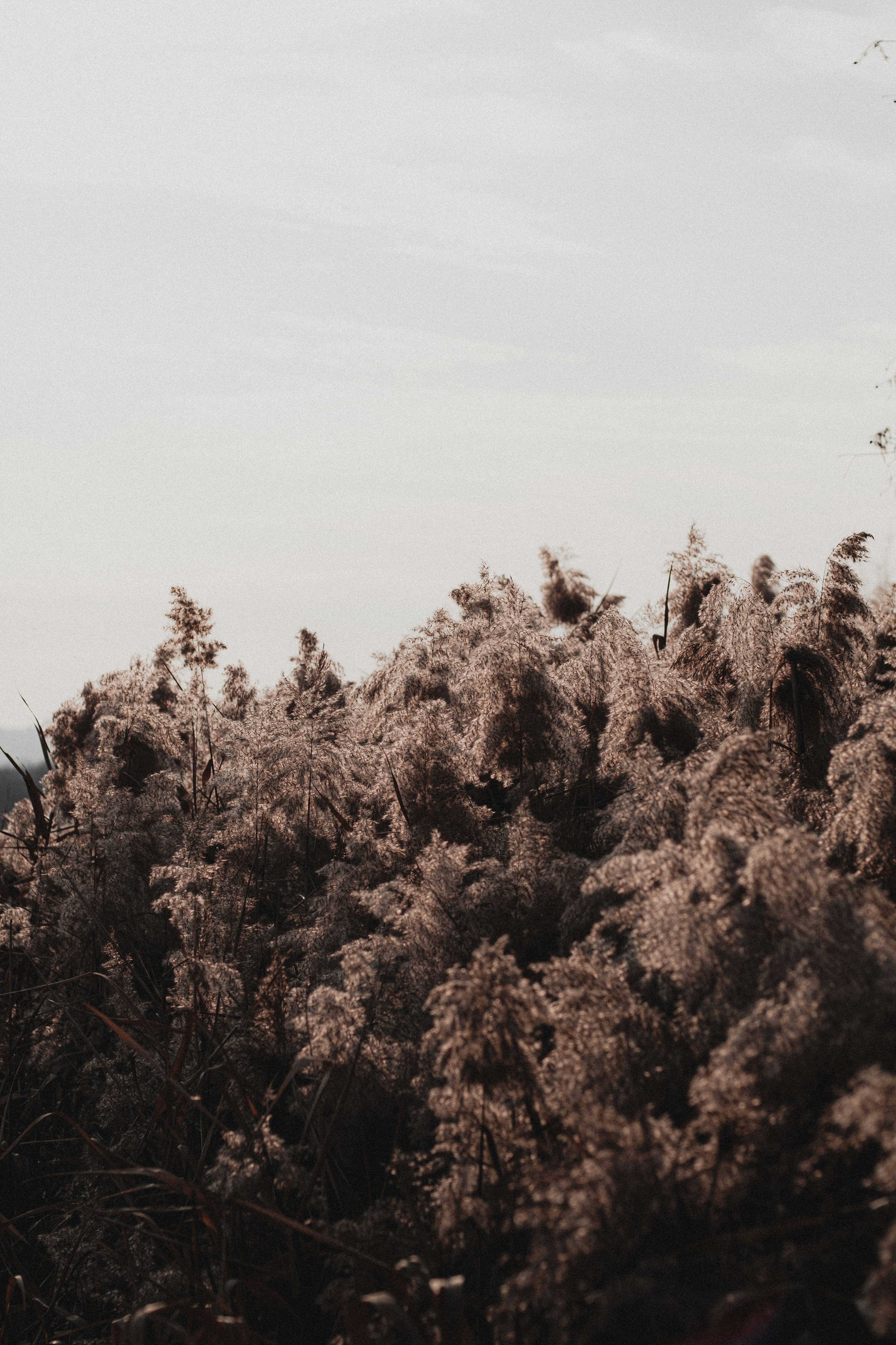 Photo by xiexianghua