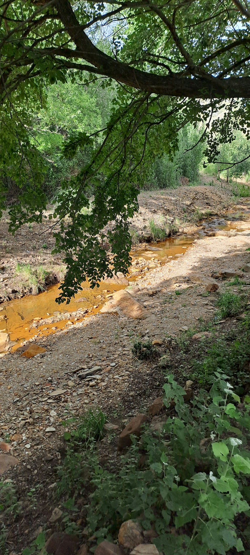 un arroyo que corre a través de un frondoso bosque verde