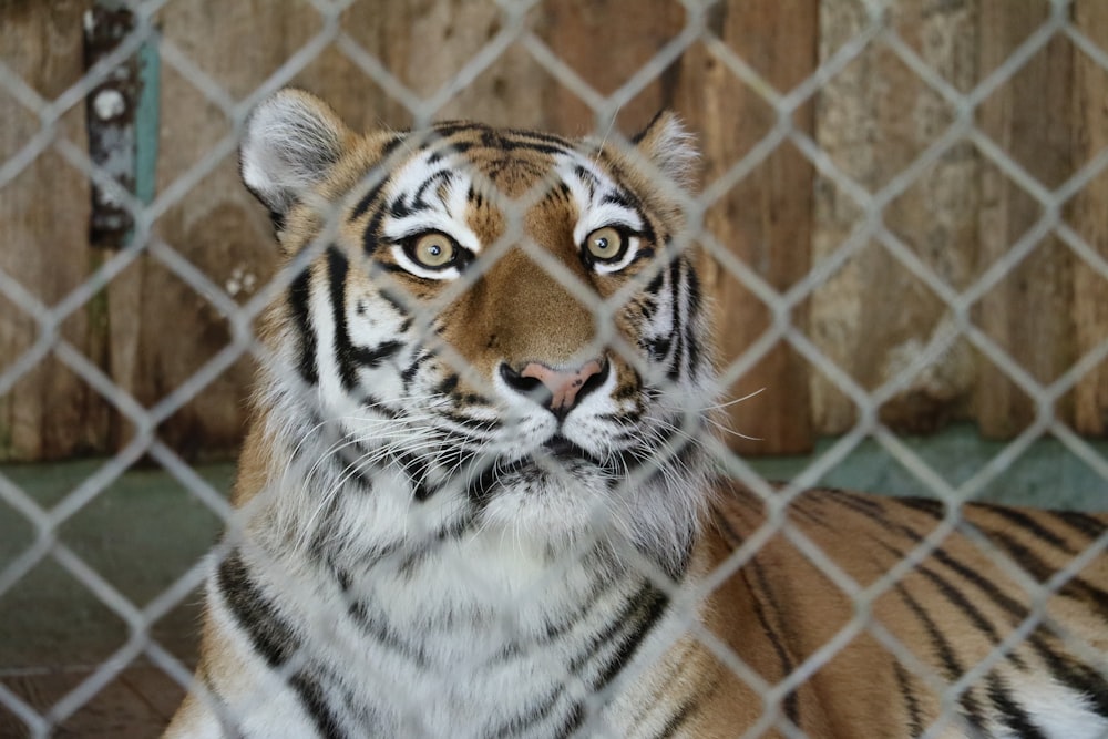 a close up of a tiger behind a fence