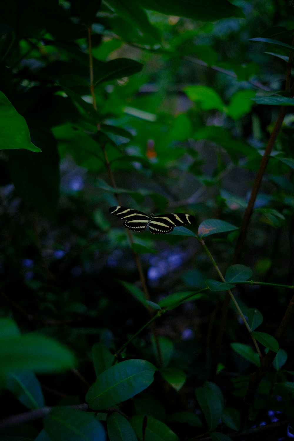 a black and white butterfly sitting on top of a green plant