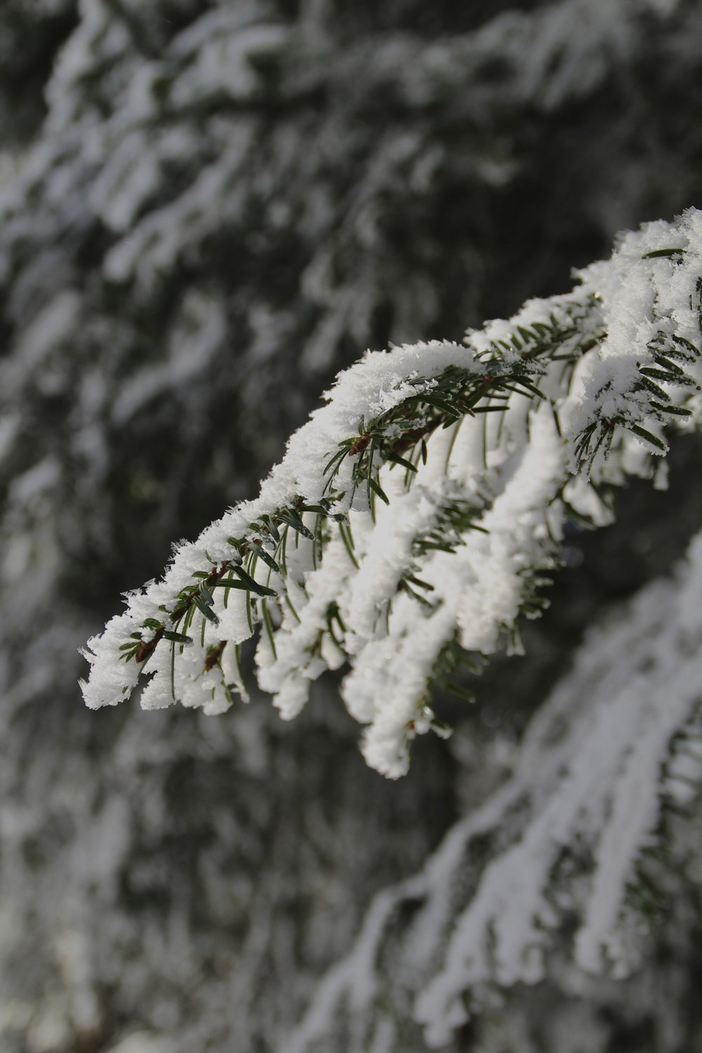 a branch of a tree covered in snow