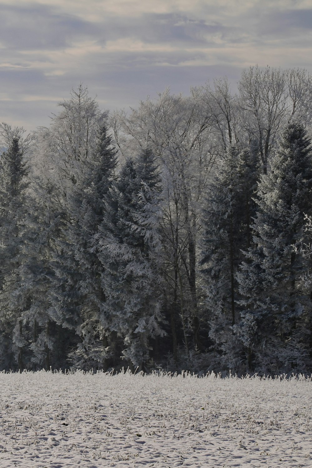 a snow covered field with trees in the background