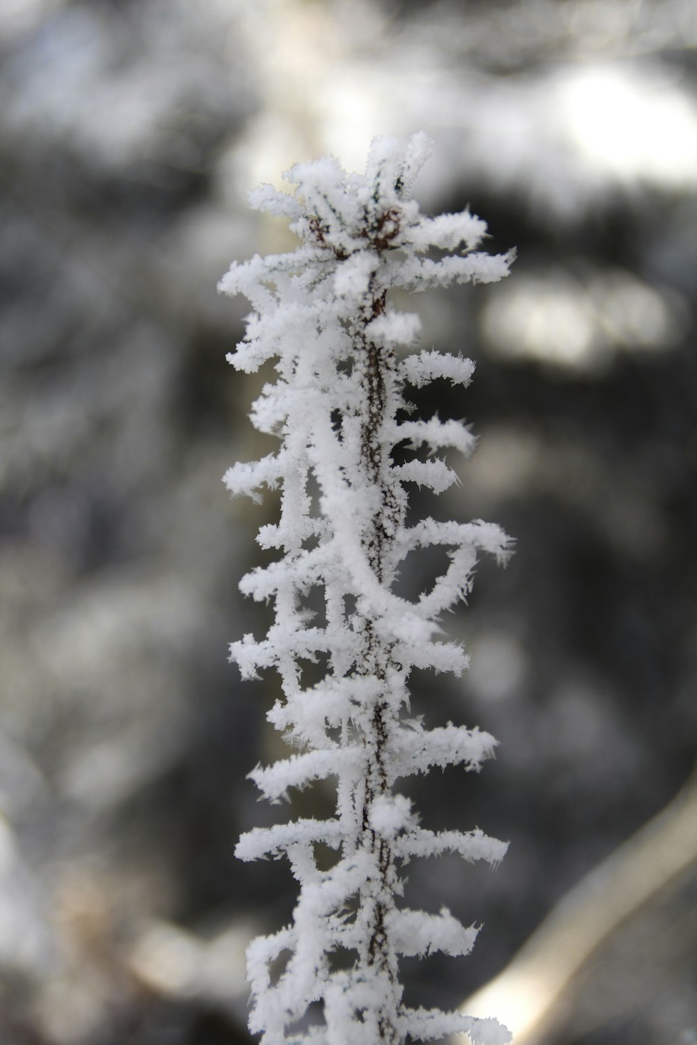 a close up of a snow covered tree branch