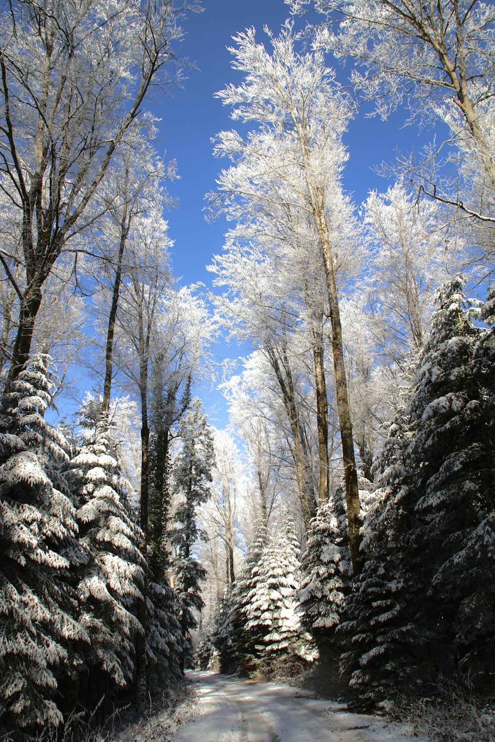 a road surrounded by snow covered trees under a blue sky