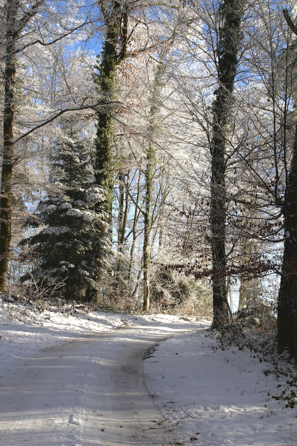 a snow covered road in the middle of a forest