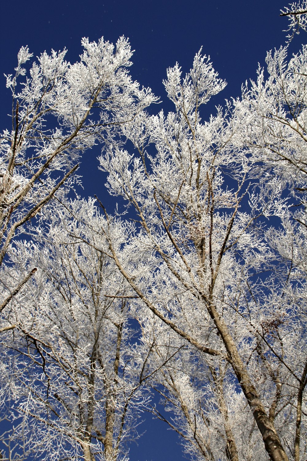 a group of trees covered in snow against a blue sky