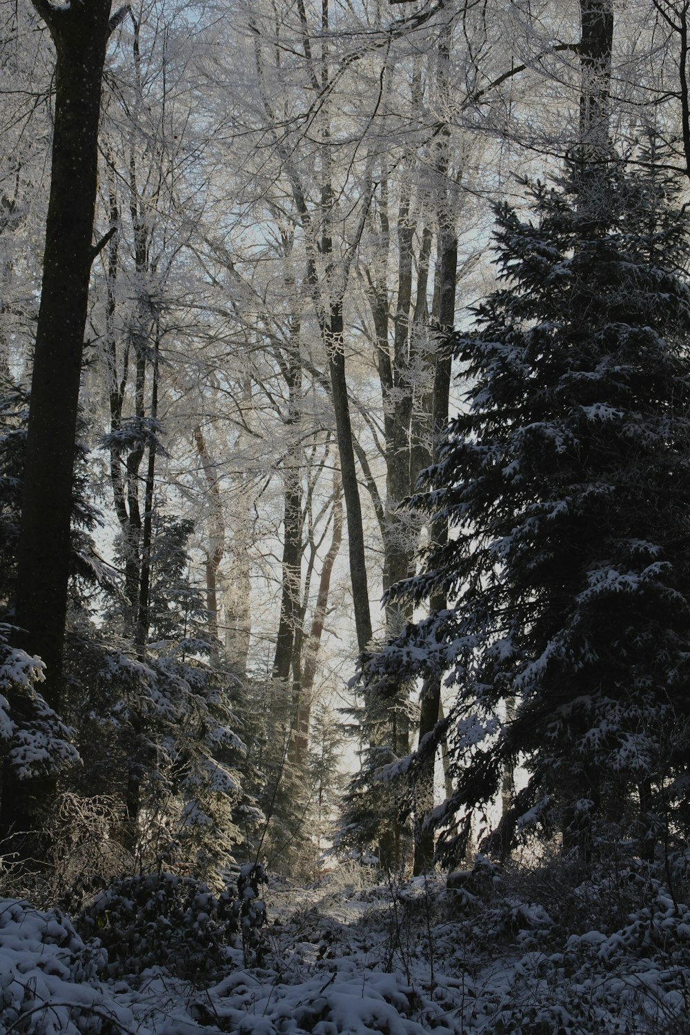 a snow covered forest filled with lots of trees